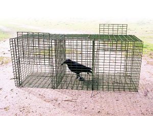 Cage à corbeau