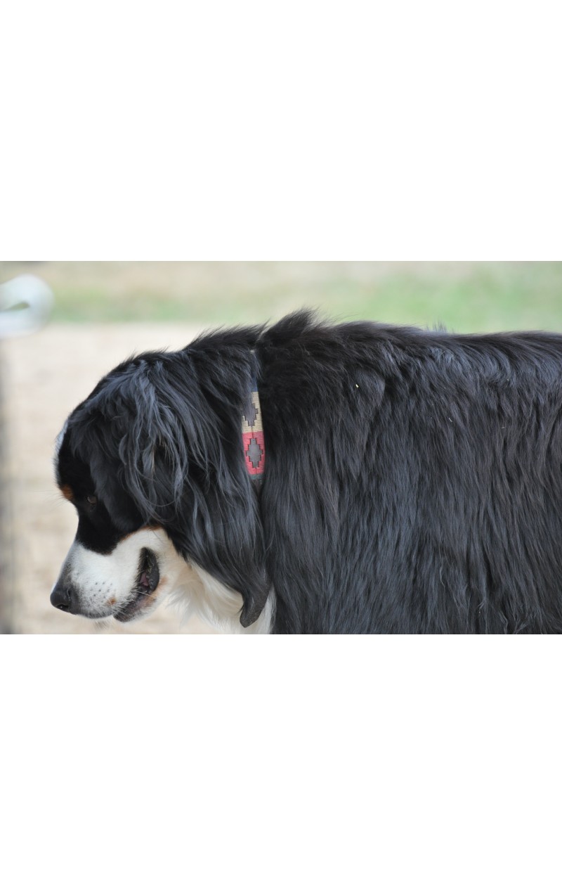 collier-clasico (1) Chien portant le collier Clasico en cuir marron, style élégant et confortable.