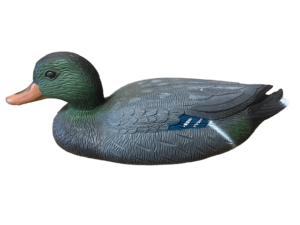 APPELANT CANARD COLVERT MALE